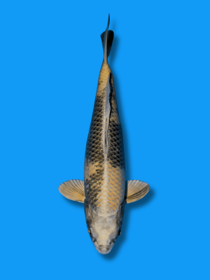 Kin Ki Utsuri | Koi&Co.